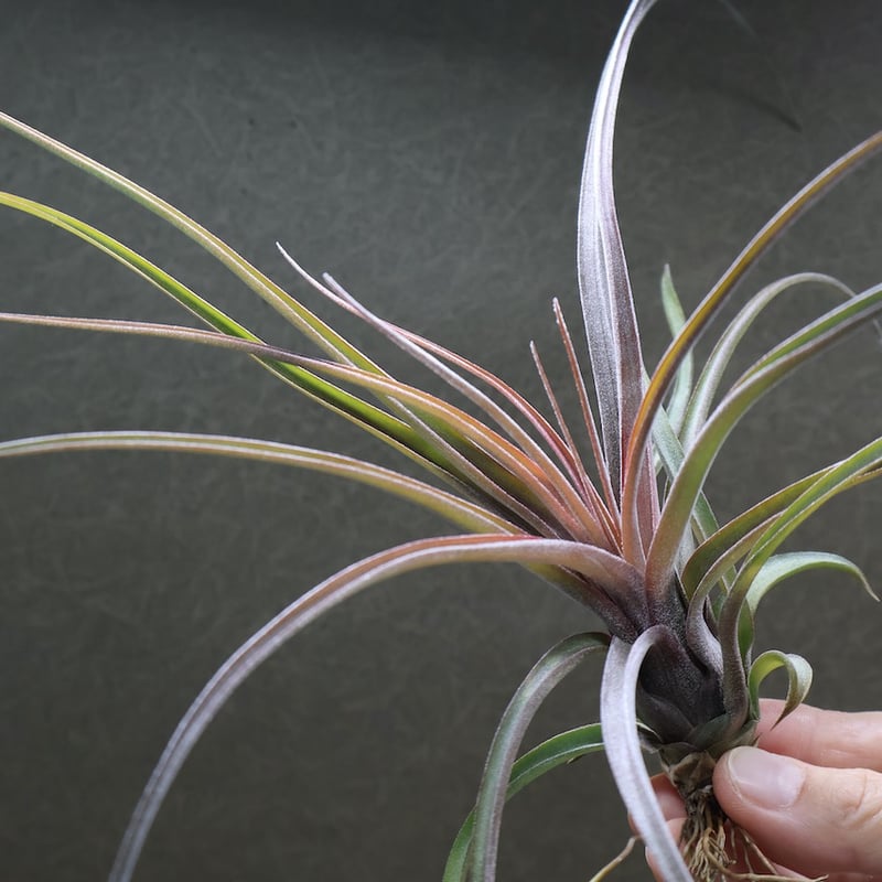 ストレプトフィラ × ノバキー 15号 | air-plants TENGU-DO