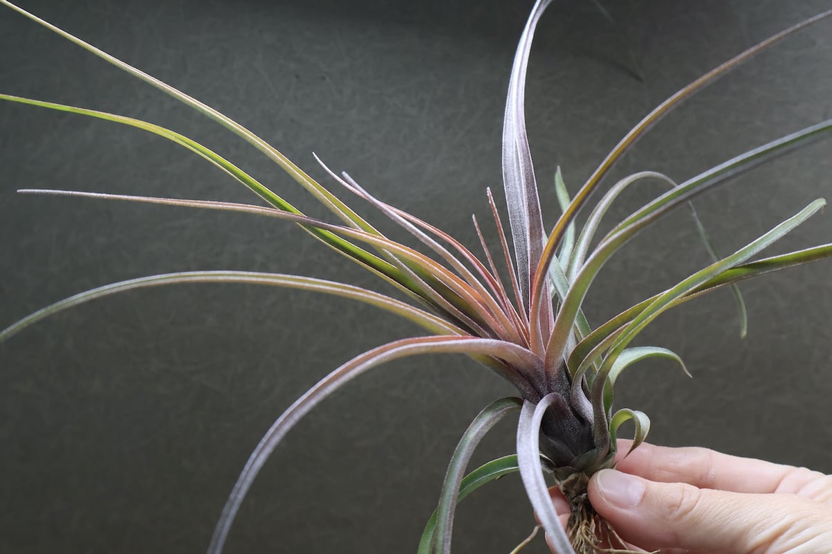 ストレプトフィラ × ノバキー 15号 | air-plants TENGU-DO