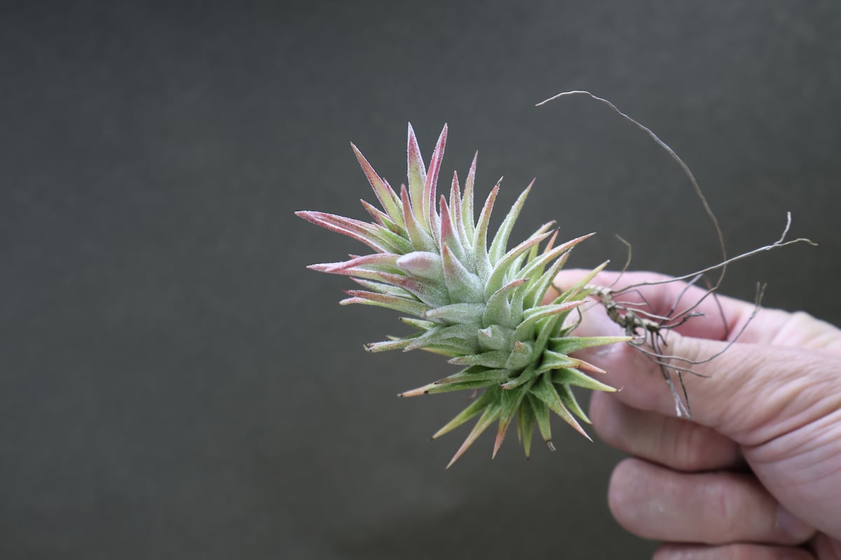 イオナンタ バンハイニンギー 82号 | air-plants TENGU-DO イオナンタ バンハイニンギー 82号 | air-plants TENGU-DO