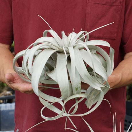CATEGORY 品種名：U/V/W/X/Y/Z | air-plants TENGU-DO