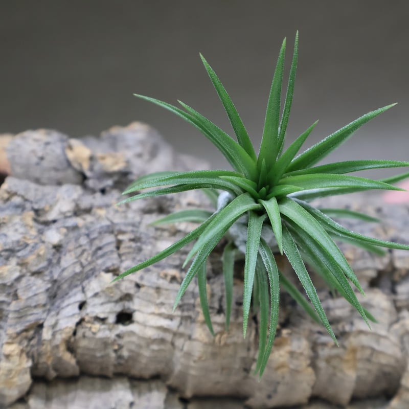 イオナンタ ヴァリエガータ 09号 | air-plants TENGU-DO