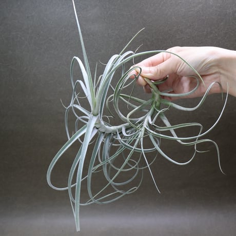 CATEGORY 品種名：U/V/W/X/Y/Z | air-plants TENGU-DO