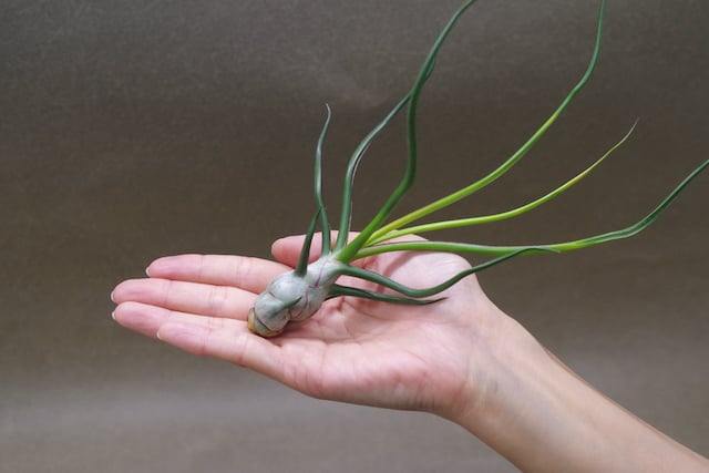 ブルボーサ ベリーズ（大型種）18号 | air-plants TENGU-DO