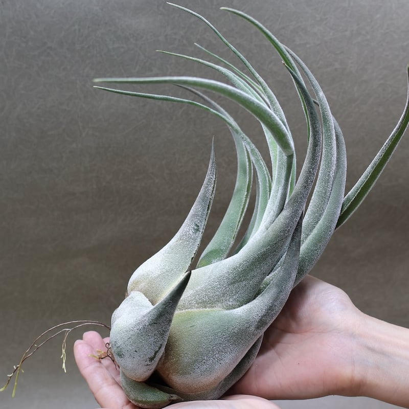 セレリアナ トリコームレス XL size 01号 | air-plants TENGU-DO