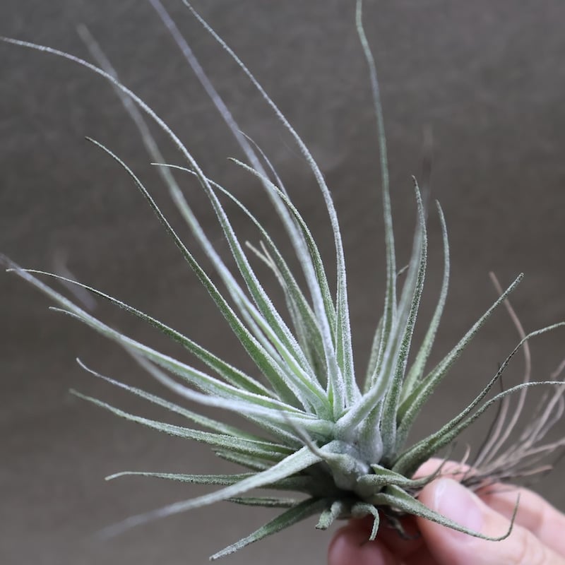 チランジア　Oregon x エーレルシアナ チランジア ／ エーレルシアナ CL (T.ehlersiana) ☆CD01/Feb05 |