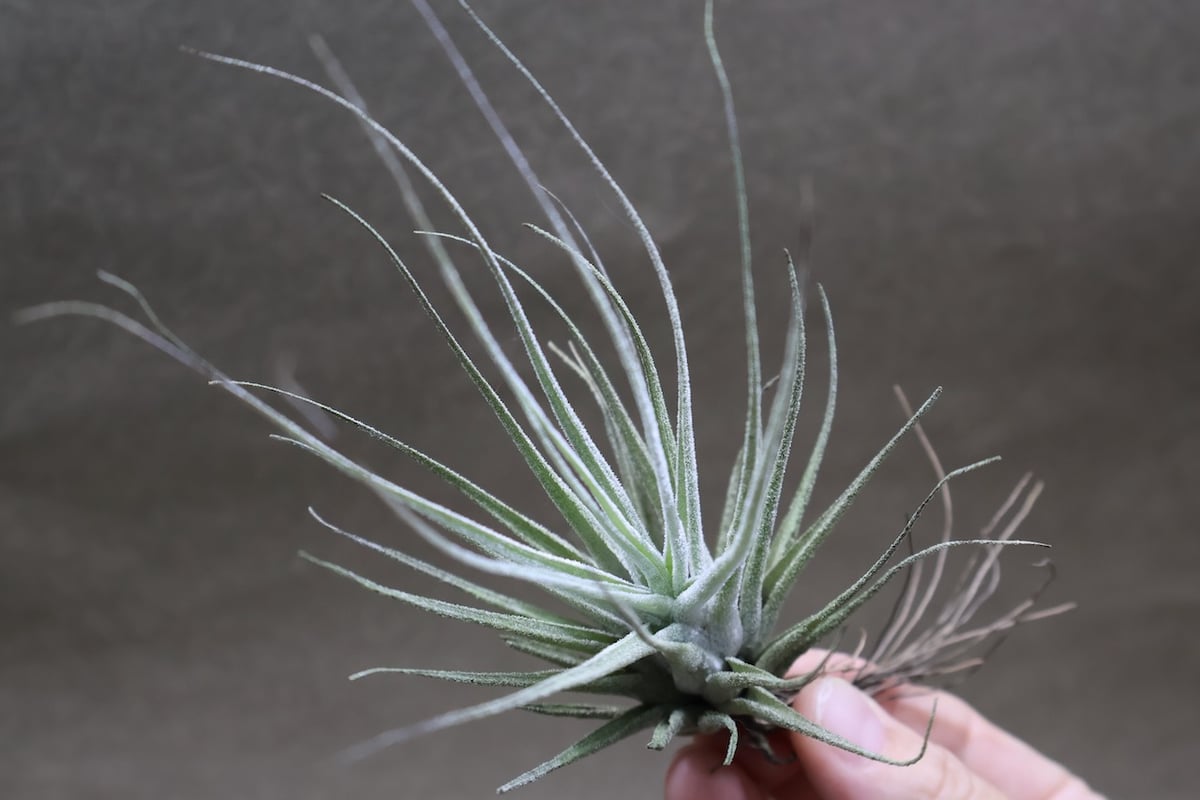 エーレルシアナ 45号 | air-plants TENGU-DO