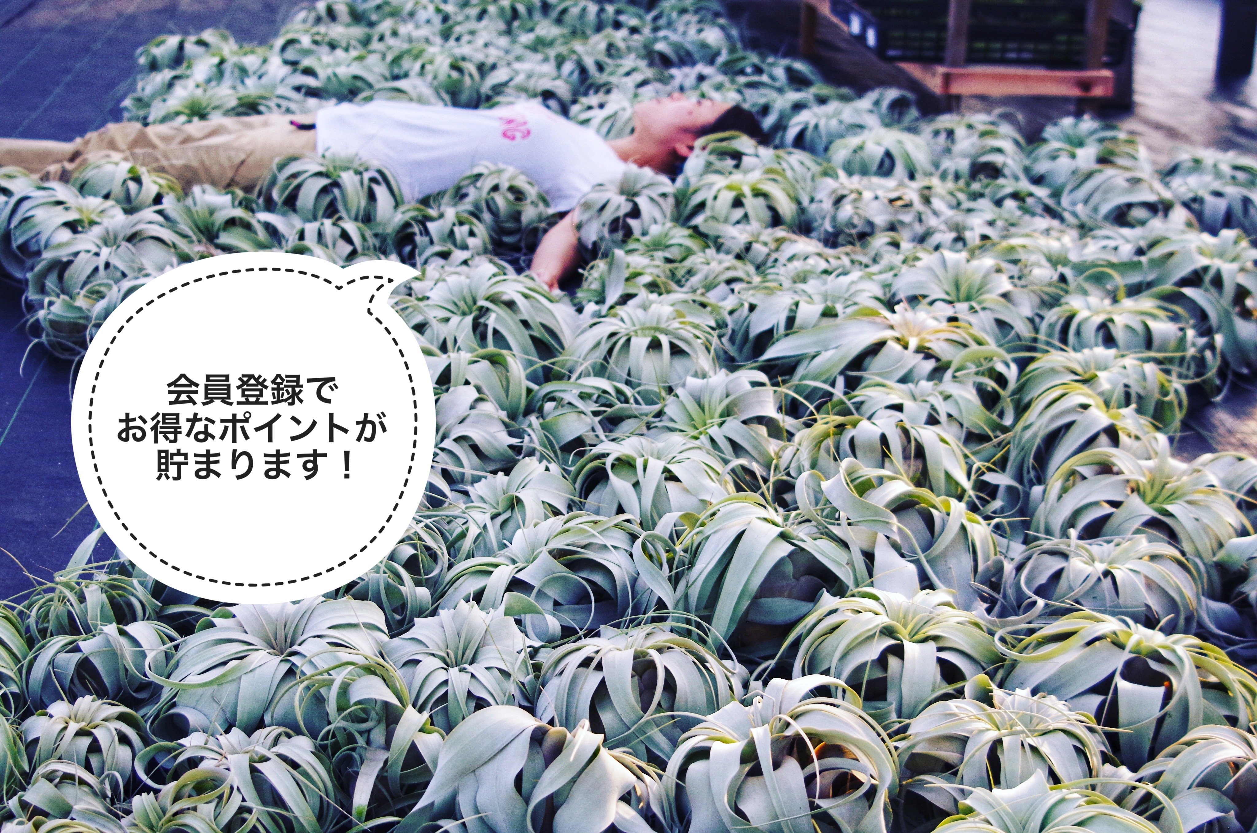 【健太郎】ティランジア2点セット 健太郎様専用】ティランジア2点セット - メルカリ