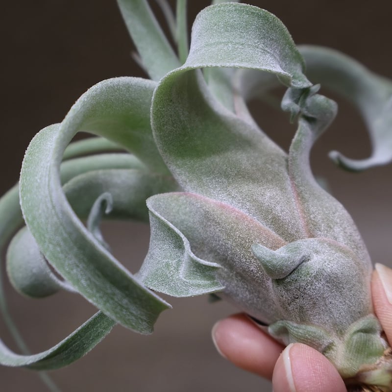 ストレプトフィラ × キセログラフィカ 10号 | air-plants TENGU-DO