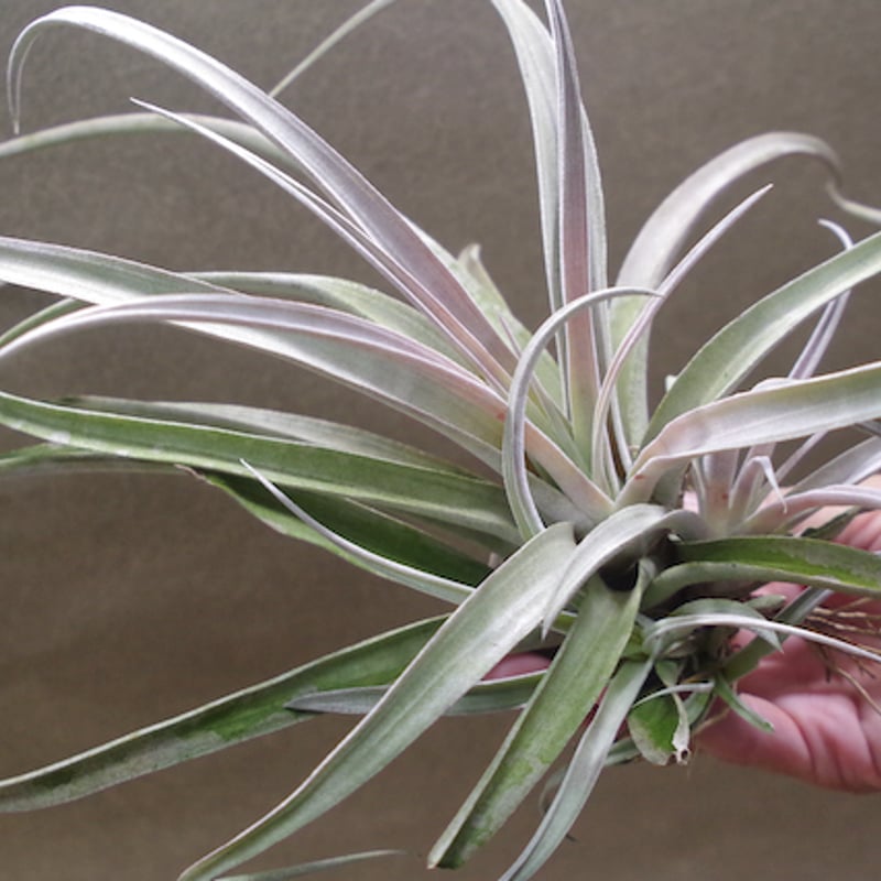 超希少❗️特大❗️チランジア　チアペンシス　群生✨ チランジア・チアペンシス Tillandsia chiapensis 育て方 図鑑