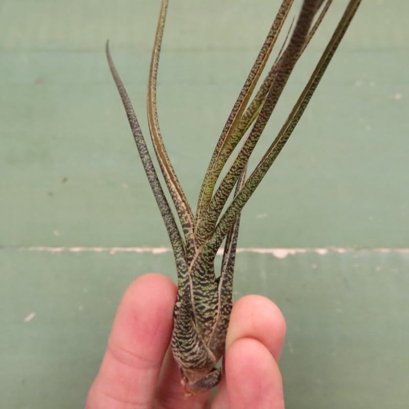 壺型普及種5点セット【スタッフ特選】 | air-plants TENGU-DO