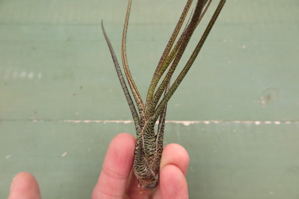 壺型普及種5点セット【スタッフ特選】 | air-plants TENGU-DO