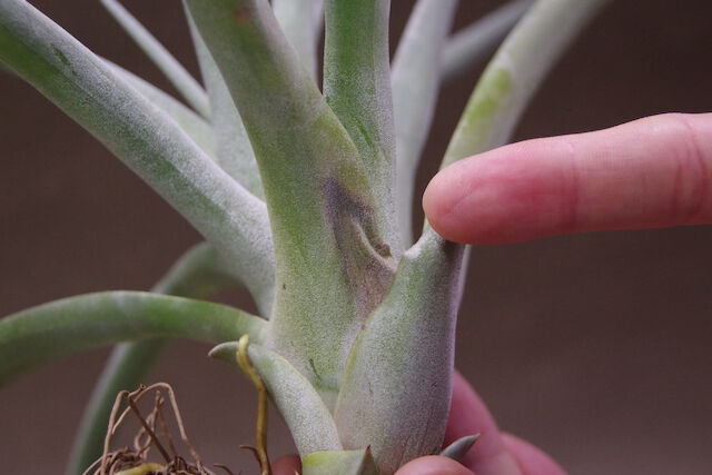 パドレ（ローランドゴッセリニーxチアペンシス）03号 | air-plants