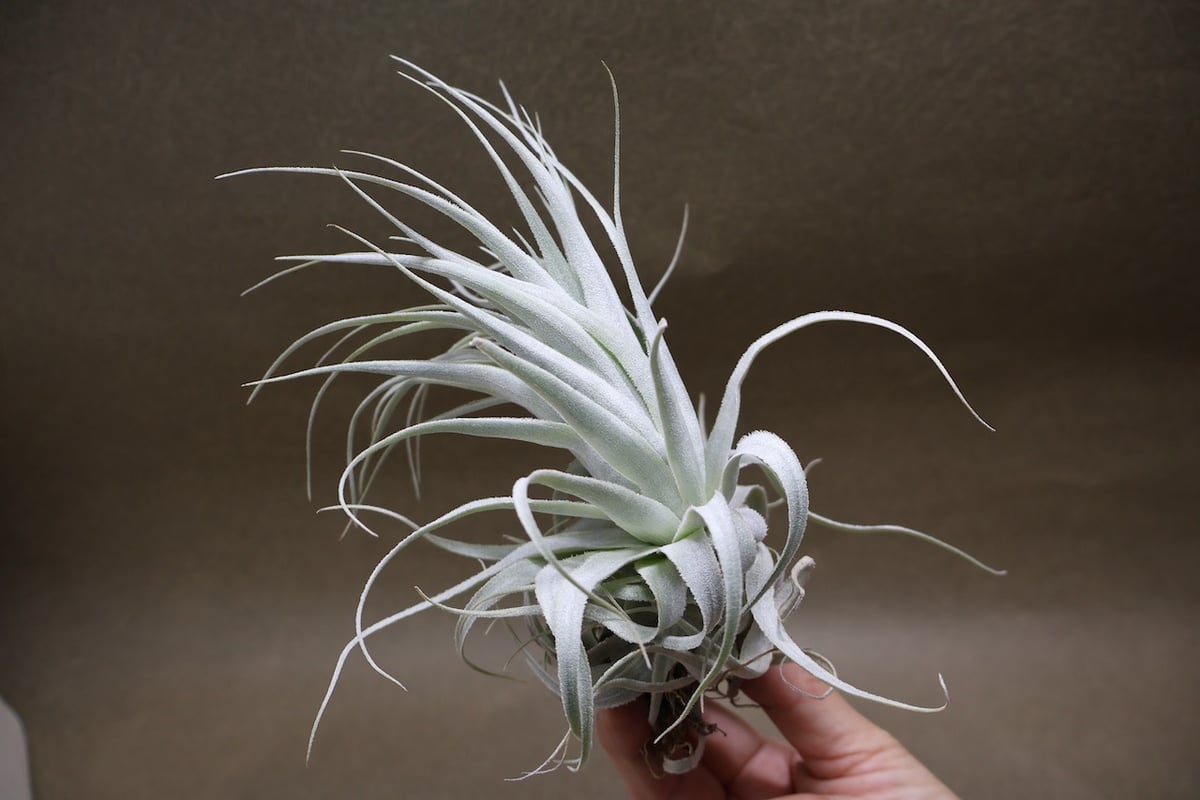 チャペウエンシス・チュリフォルミス　輸入株 チャペウエンシス チュリフォルミス 01号 | air-plants TENGU-DO
