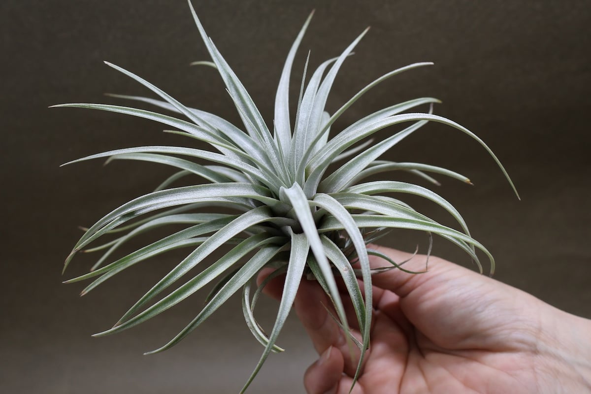 ミマ チリテンシス 12号 | air-plants TENGU-DO