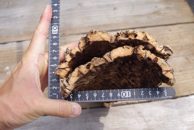 コルク 板 Bセット | air-plants TENGU-DO