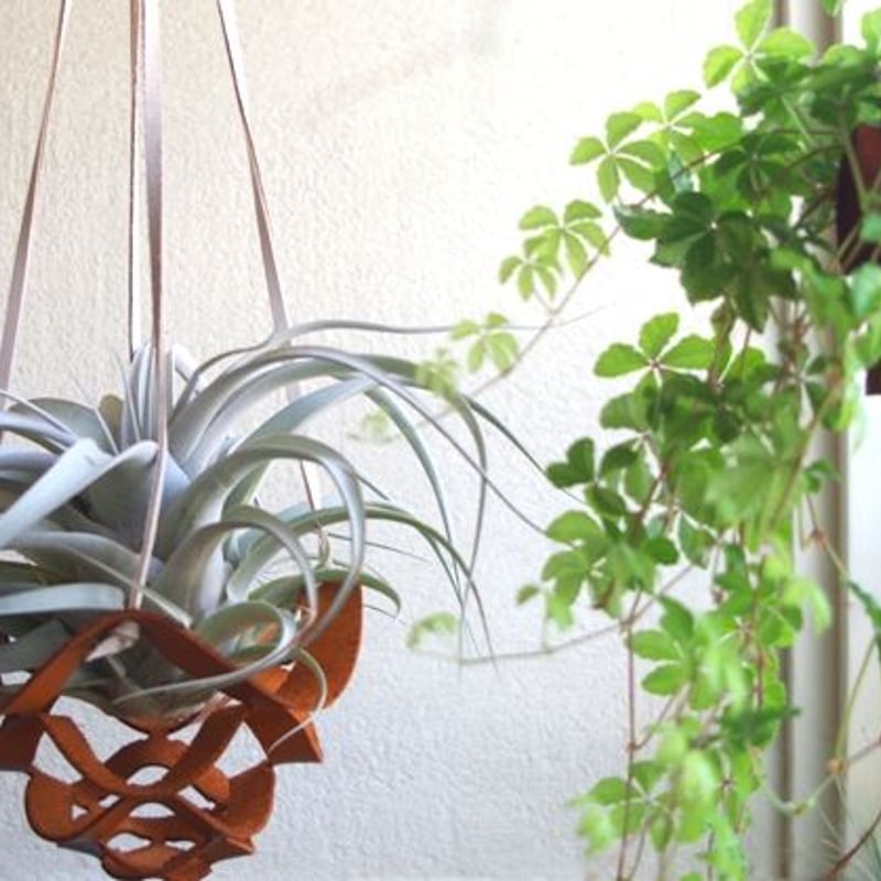 適切な価格 レザープランツハンガー Lサイズ | air-plants TENGU-DO その他
