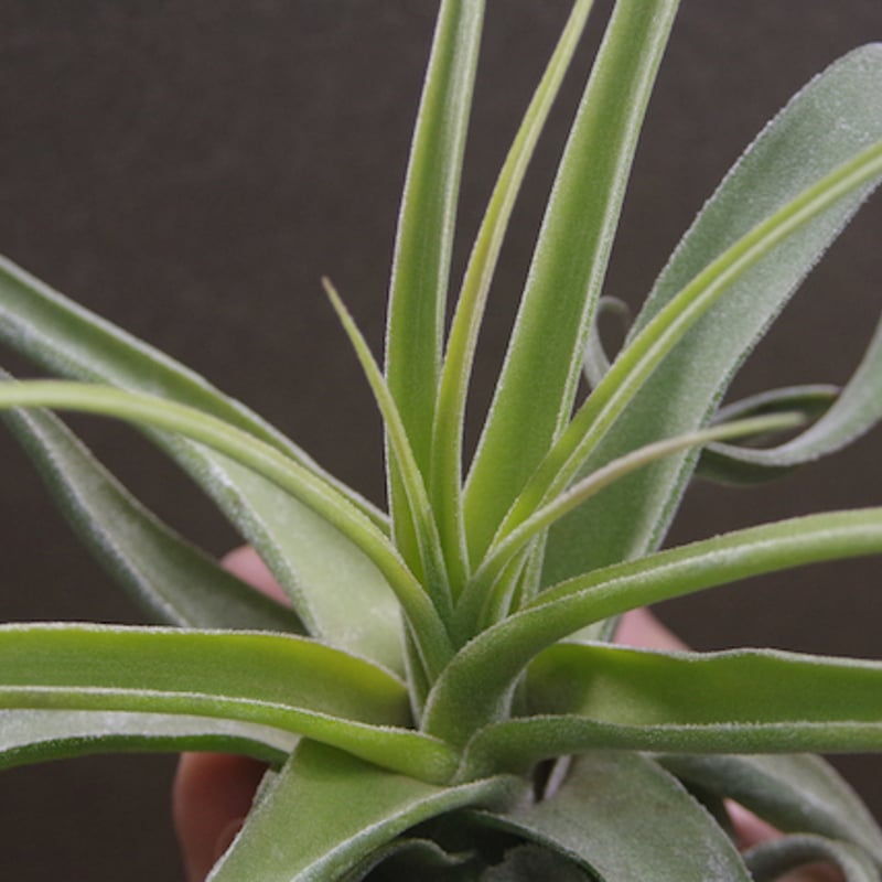 パチャラスノーフレーク　ティランジア　希少　Tillandsia パチャラスノーフレーク 01号 | air-plants TENGU-DO