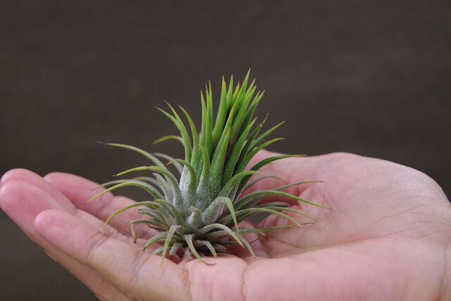 まぁ様確認用】イオナンタ ストリクタ