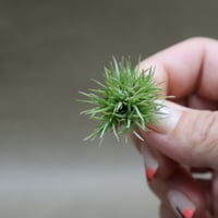 ベアコレアーレ × ハリシー 01号 | air-plants TENGU-DO