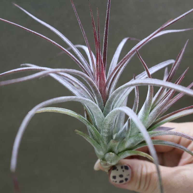 シーディアナ × イオナンタストリクタ 09号 | air-plants TENGU-DO