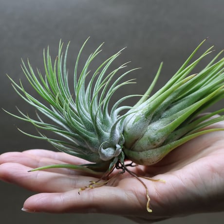 air-plants TENGU-DO