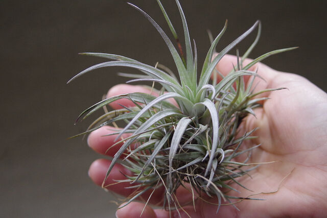 ウトリクラータ プリングレイ 09号 | air-plants TENGU-DO