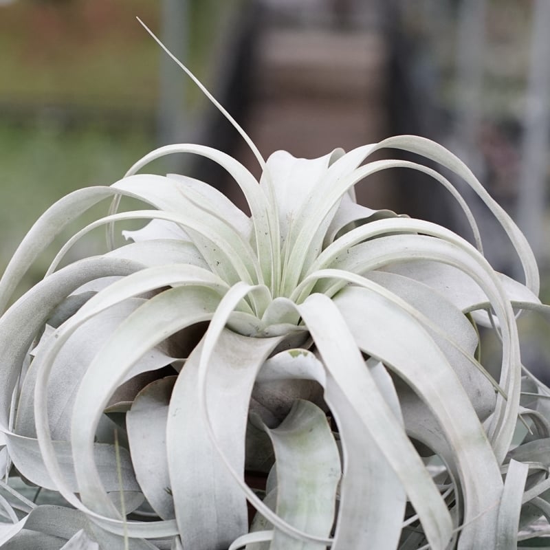 スタッフ特選】キセログラフィカ ロングリーフ B号 | air-plants TENGU-DO