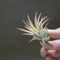 ベストインクラス （ キセログラフィカ × ロシー ）08号 | air-plants