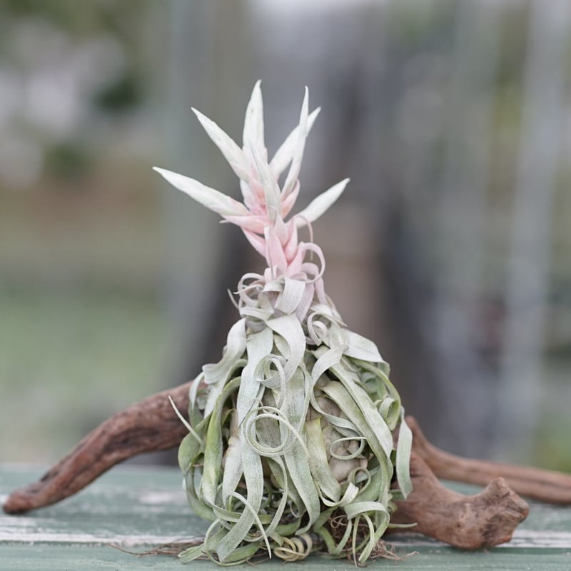 スタッフ特選】ストレプトフィラ Lサイズ 花芽付きA号 | air-plants