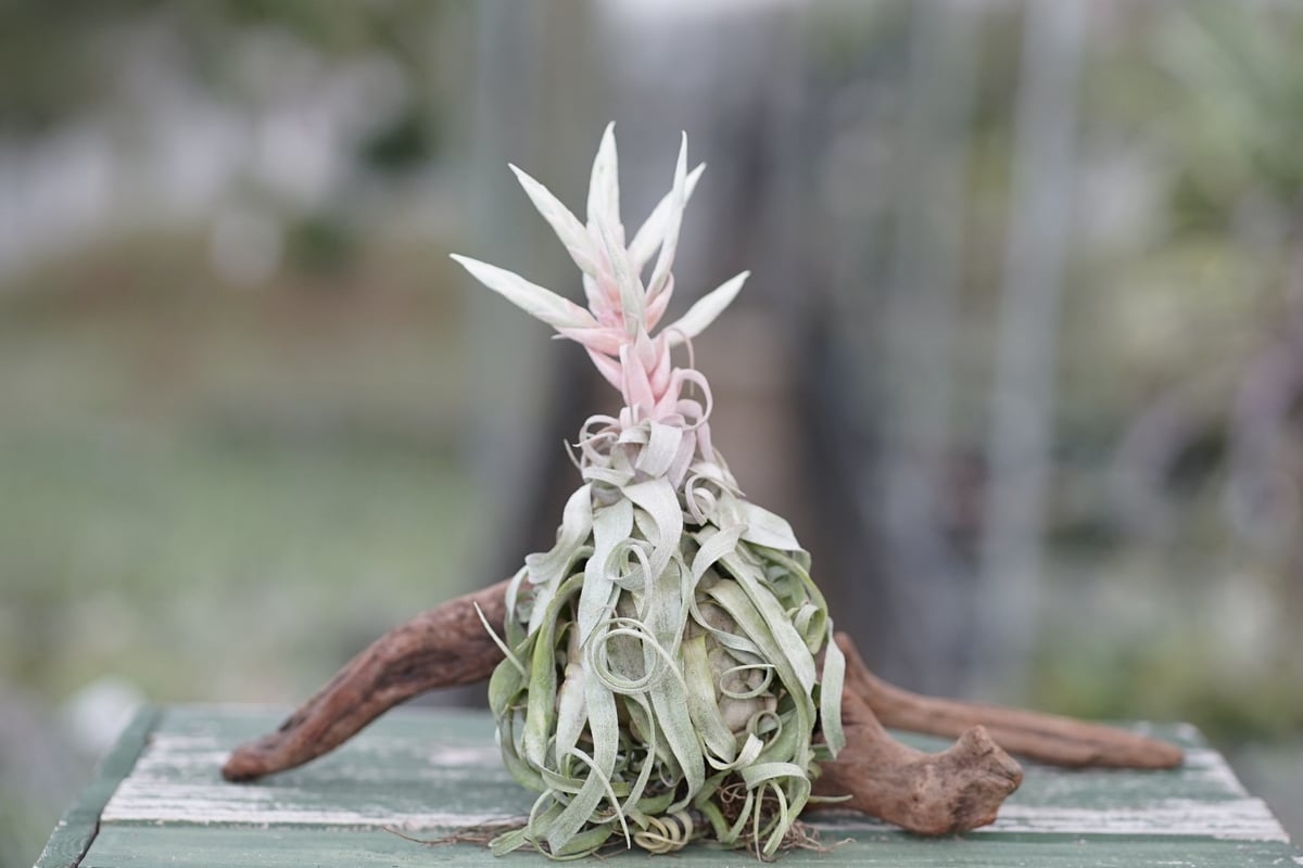 スタッフ特選】ストレプトフィラ Lサイズ 花芽付きA号 | air-plants