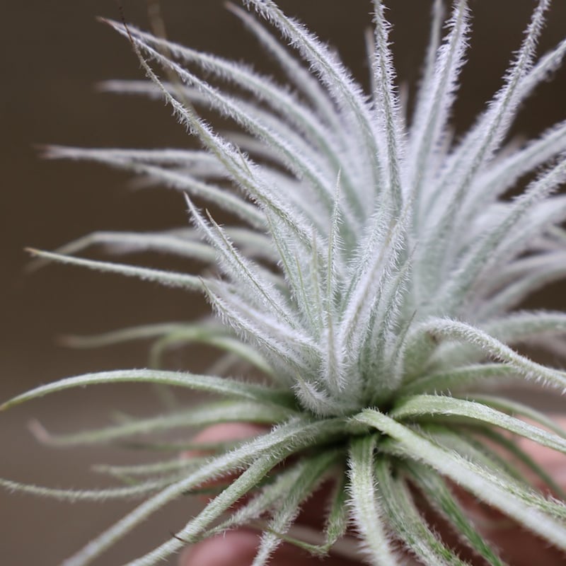 テクトラム 子株付き 01号 | air-plants TENGU-DO