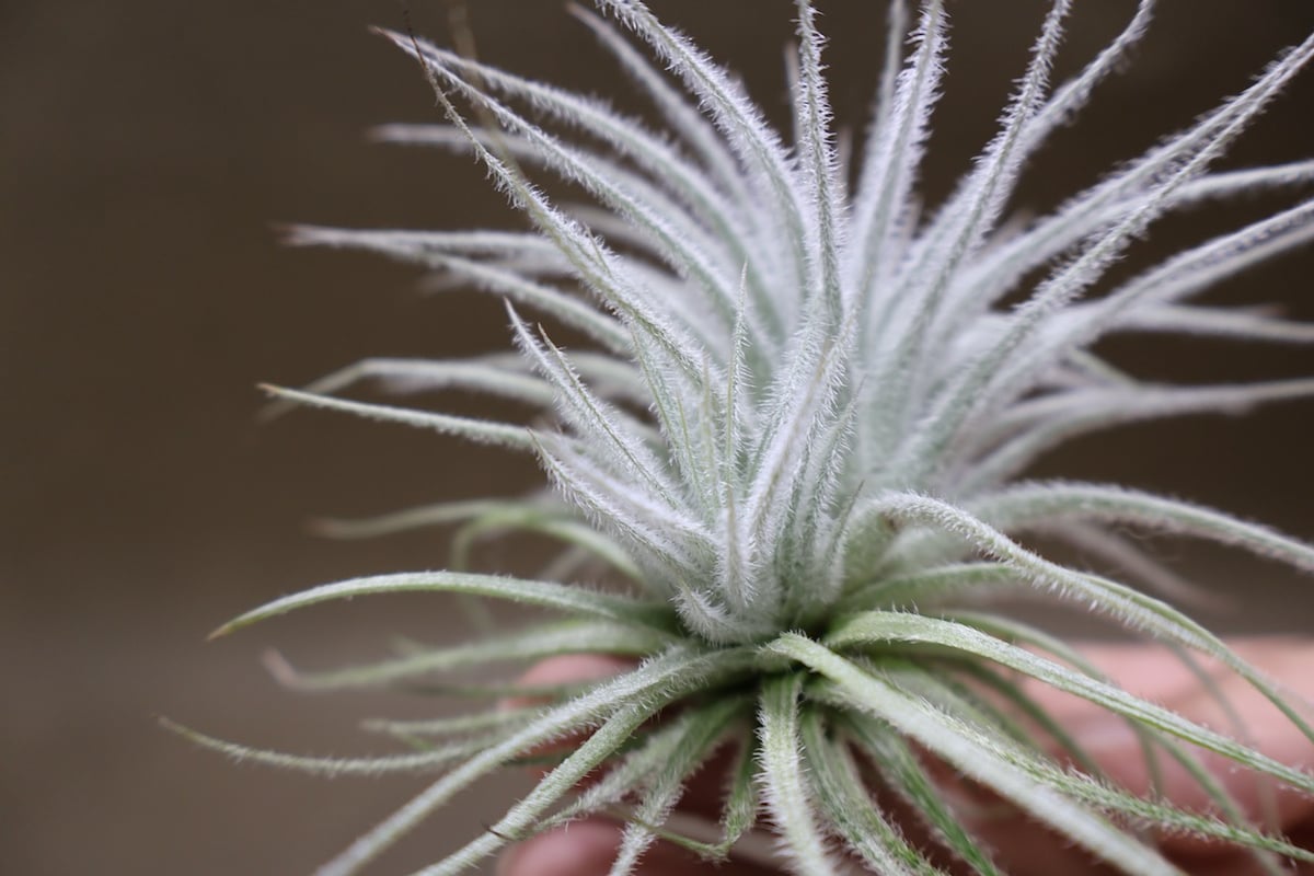 ティランジア・テクトラム① テクトラム 子株付き 01号 | air-plants TENGU-DO