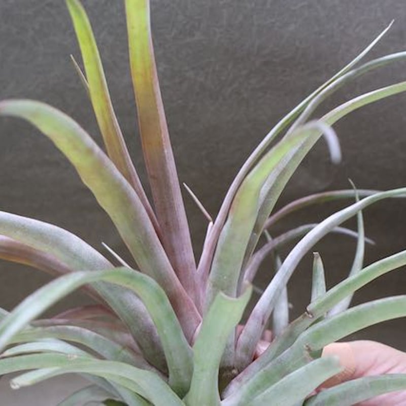 カピタータ レッド Lサイズ 02号 | air-plants TENGU-DO