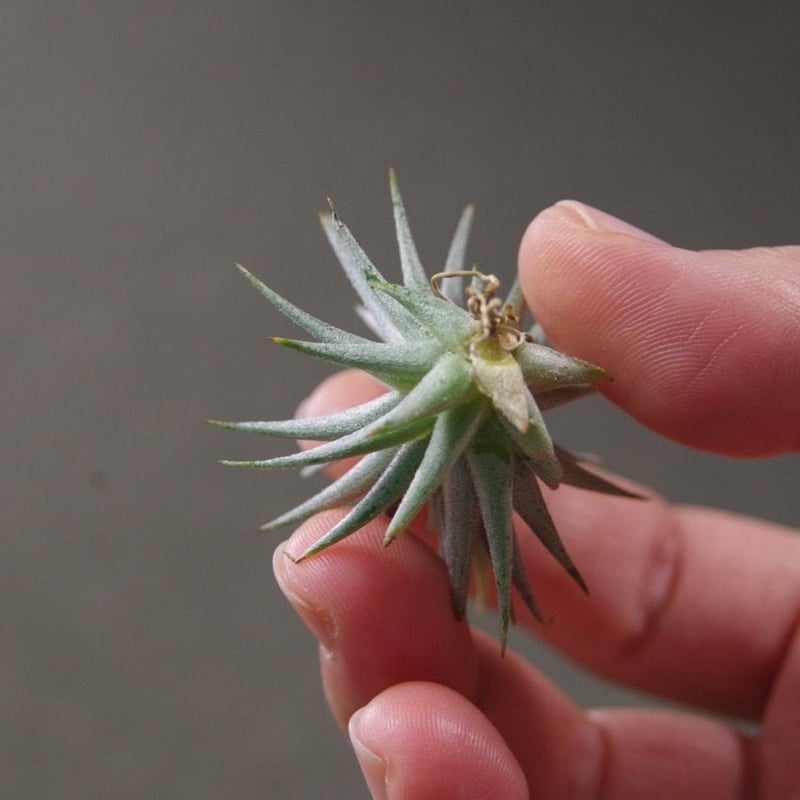 ロリアセア | air-plants TENGU-DO