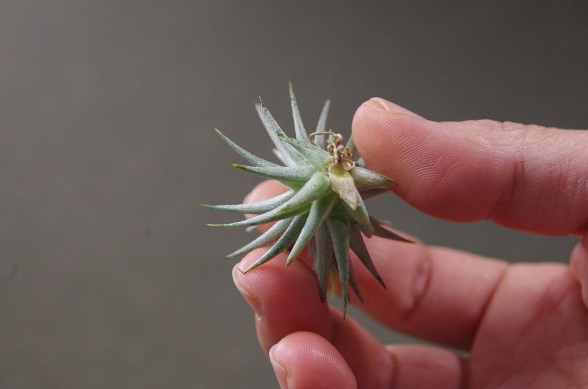 ロリアセア | air-plants TENGU-DO