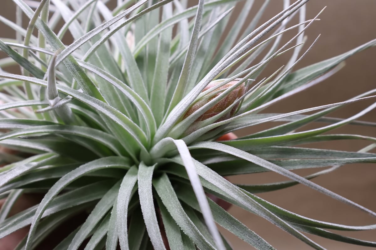 コットンキャンディ クランプ 花芽付き株 30号 | air-plants TENGU-DO