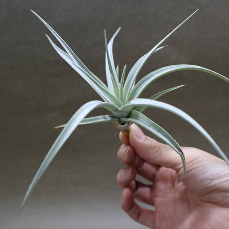 CATEGORY 品種名：I/J/K/L | air-plants TENGU-DO