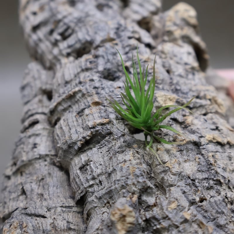 イッツィービッツィー 27号 | air-plants TENGU-DO
