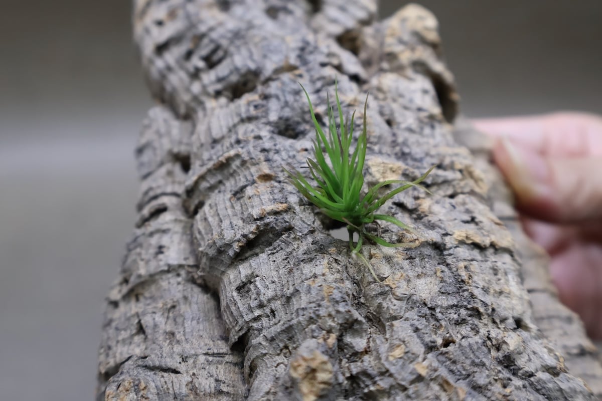 イッツィービッツィー 27号 | air-plants TENGU-DO