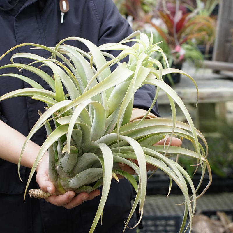 スタッフ特選】カピタータ シルバーローズ 2XLサイズ A号 | air-plants