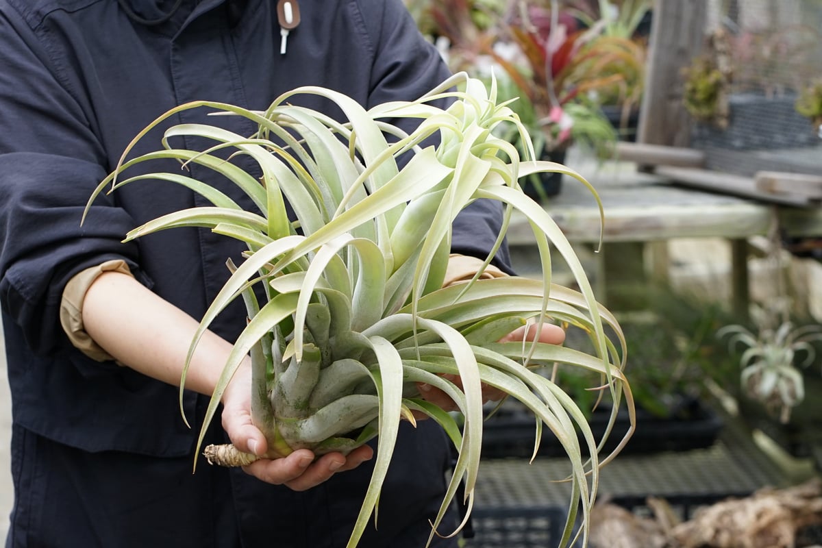スタッフ特選】カピタータ シルバーローズ 2XLサイズ A号 | air-plants