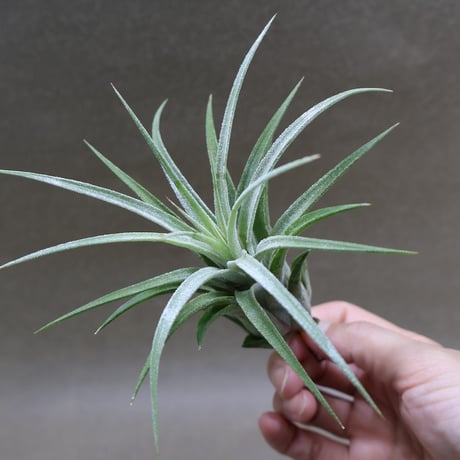 CATEGORY 品種名：Q/R/S/T | air-plants TENGU-DO