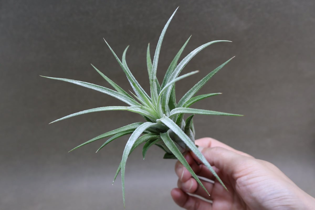 ティムズロイヤルトレジャー 01号 | air-plants TENGU-DO