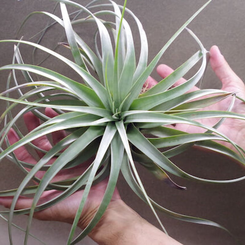 トマセリー 03号 | air-plants TENGU-DO