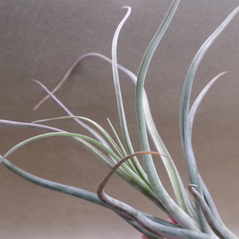 ゴルゴン 02号 | air-plants TENGU-DO