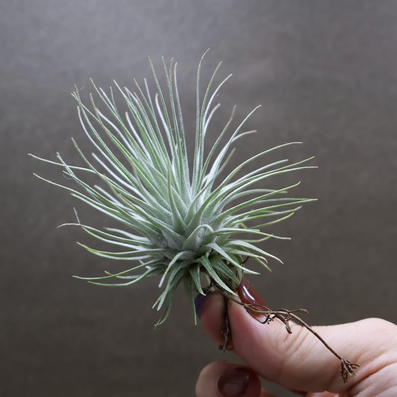 フックシー フックシー 18号 | air-plants TENGU-DO