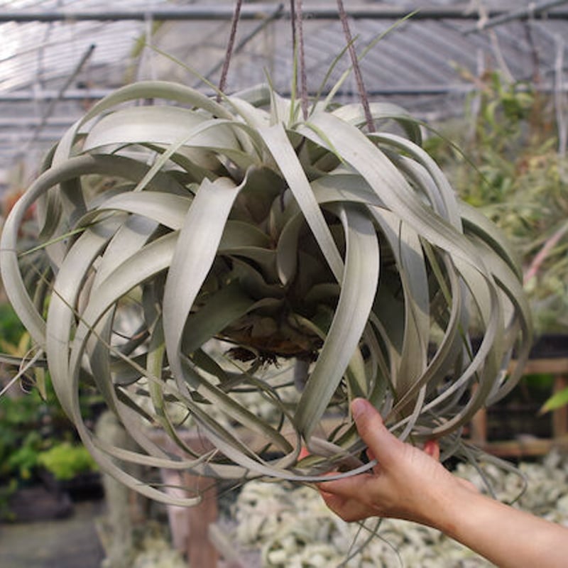 キセログラフィカ 特大2X Lサイズ 03号 | air-plants TENGU-DO