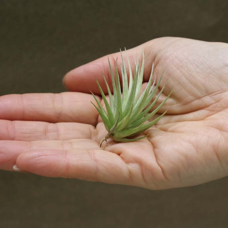 ロリアセア 16号 | air-plants TENGU-DO