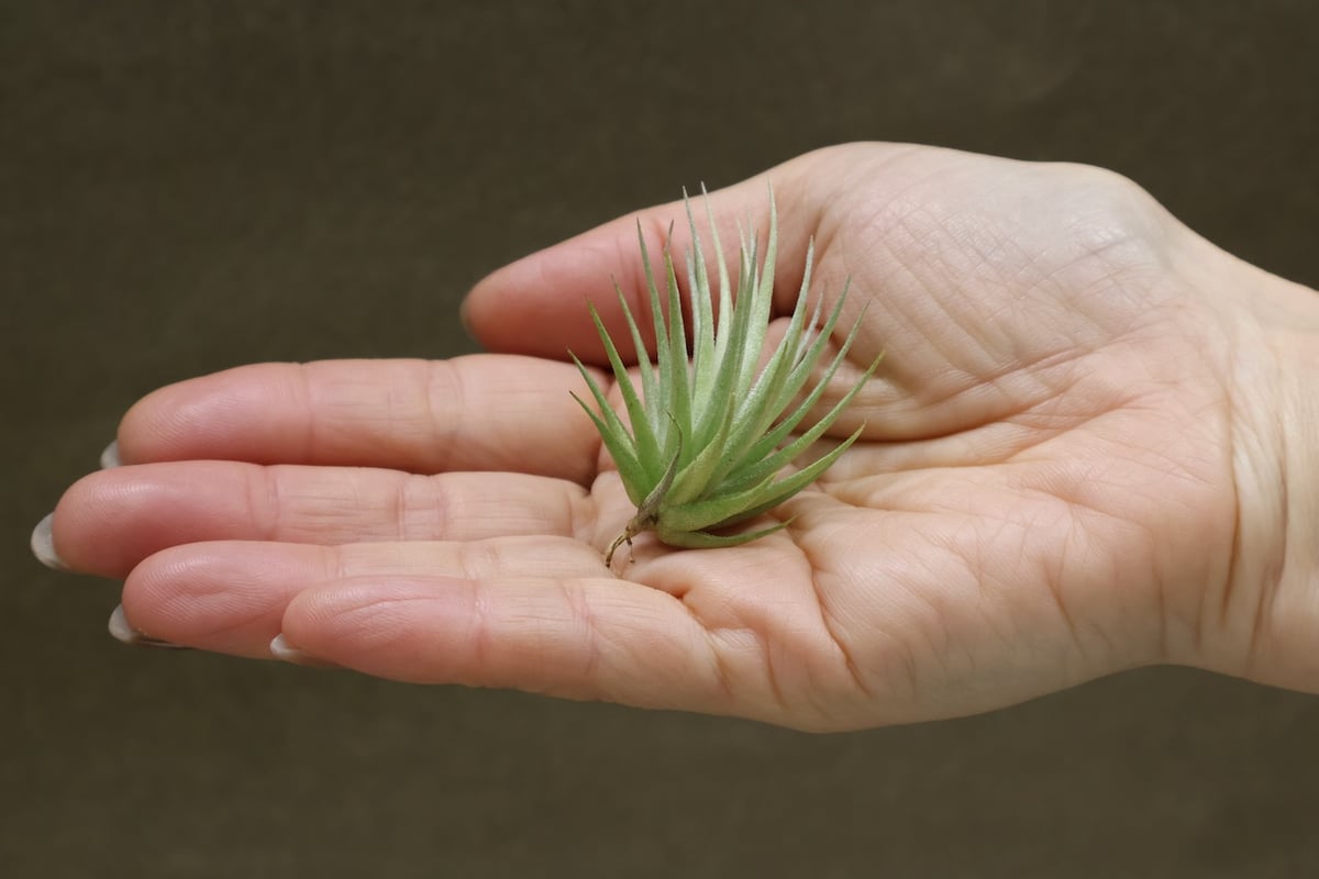 ロリアセア 16号 | air-plants TENGU-DO