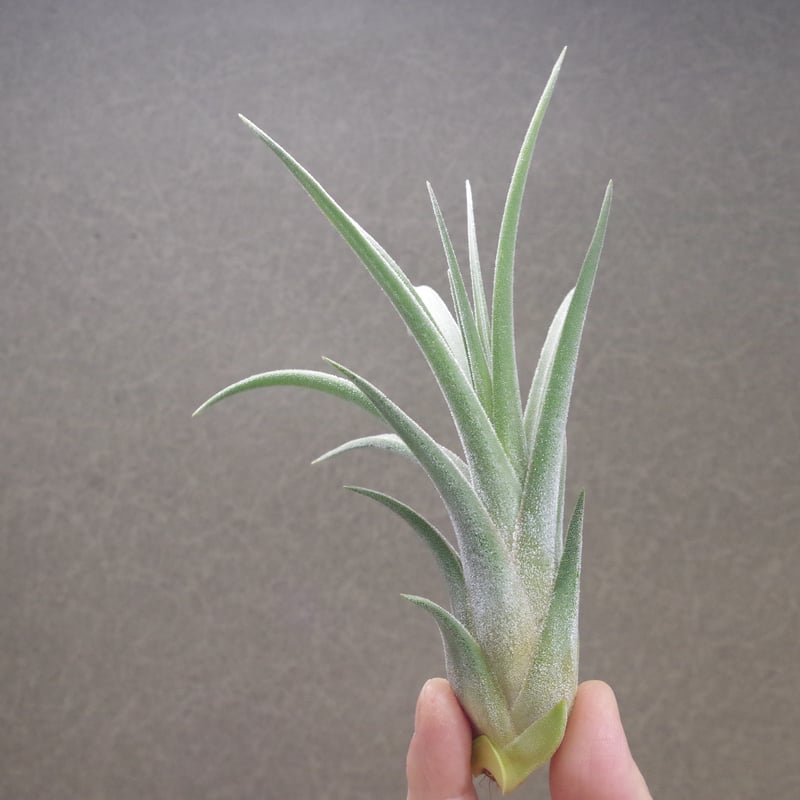 チランジア キューティーパイ Tillandsia Cutie Pie キューティーパイ